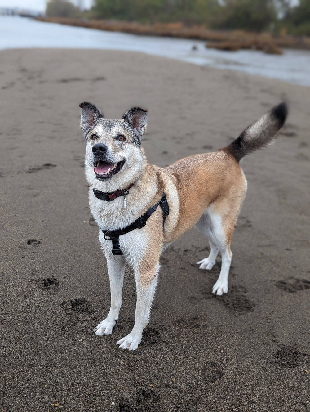 Raven Waterproof Adventure Harness