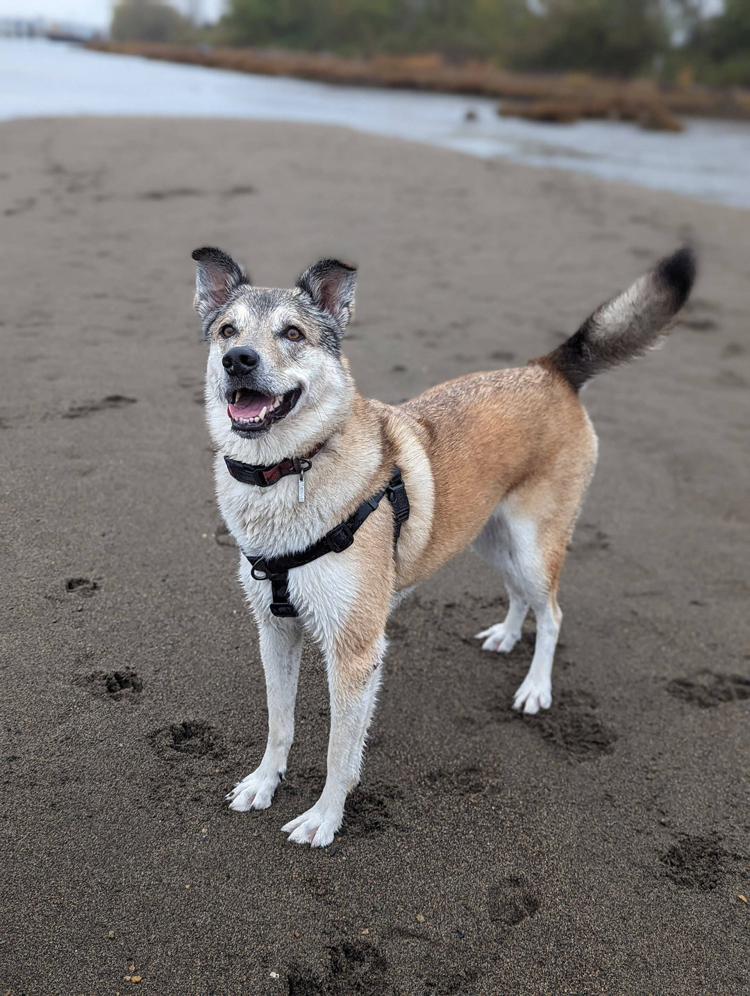 Raven Waterproof Adventure Harness