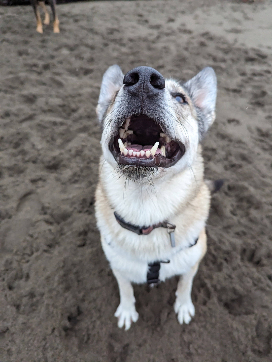 Raven Waterproof Adventure Harness